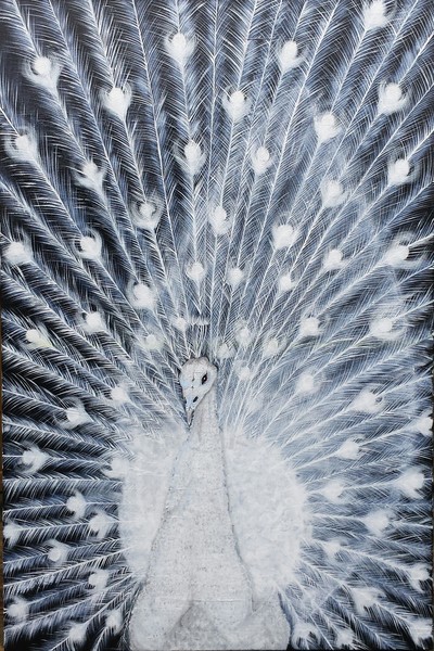 White Peacock Upon Lines