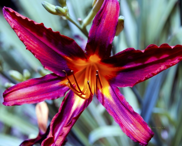 Color Explosion II
