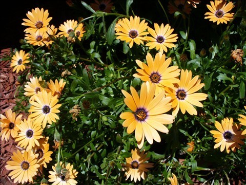 Orange Floral