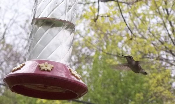 Hummingbird at Feeder