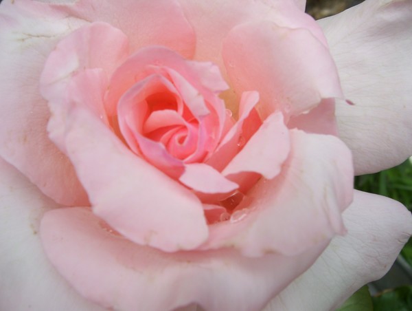 rosey