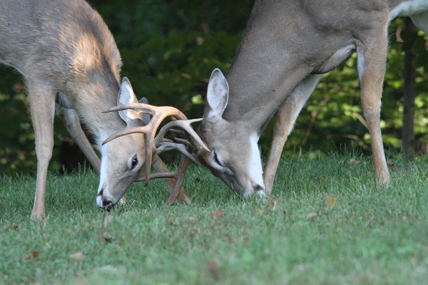Sparring Bucks!