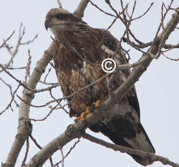 Juvenile Bald Eagle