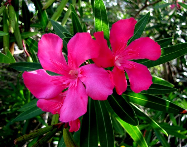 Pink floral