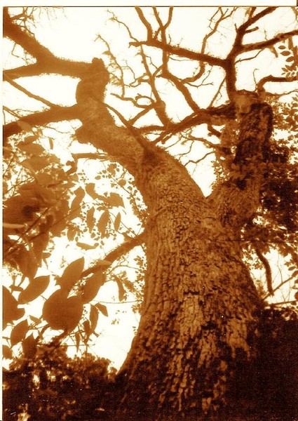 Dead Tree in the Woods