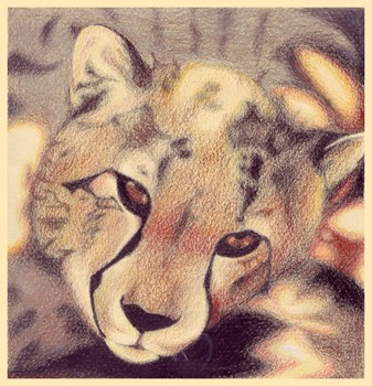 Color Pencil 4: Cheetah