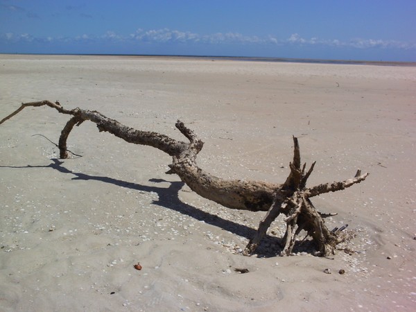 Solitary log