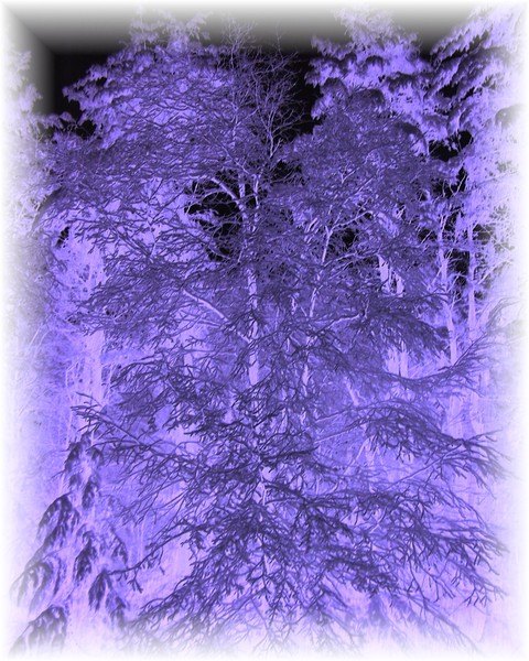 Winter  Wonderland