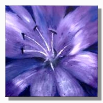 Lilac Dream