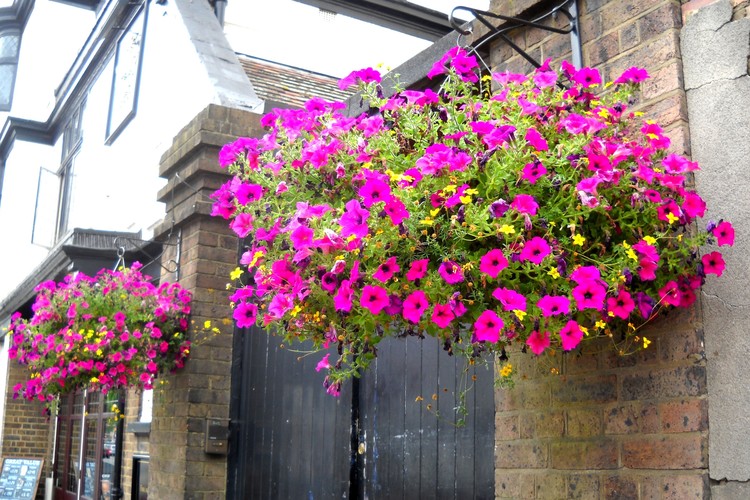 Beautiful flowers