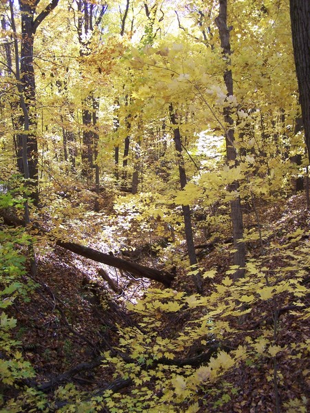 Autum Woods