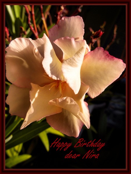 a flower for Nira
