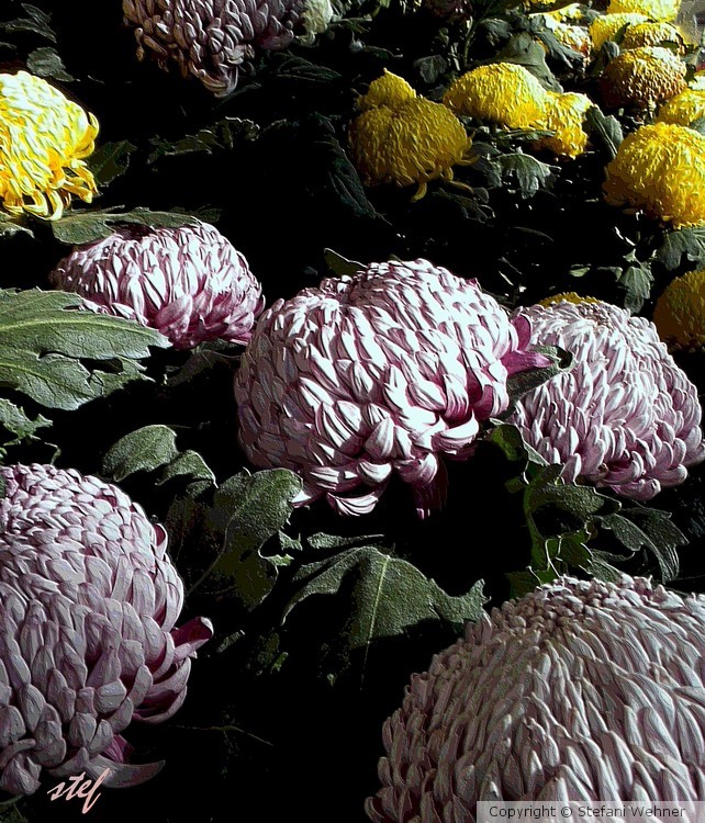autumn flowers