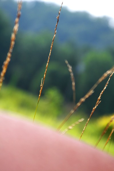 Blades Of Grass