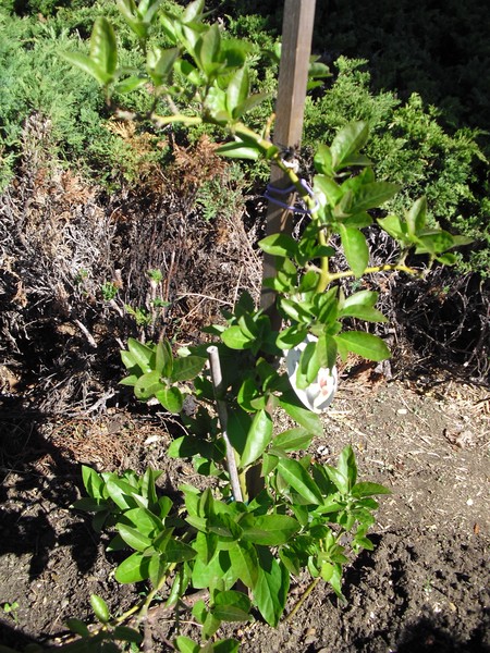  Little Avocado Tree, Healthy 