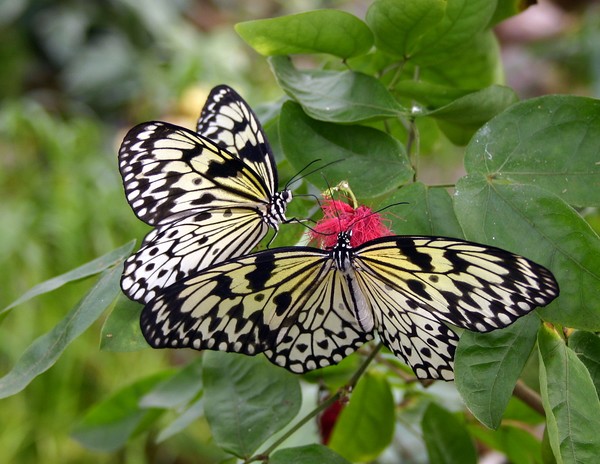 Butterfly 2