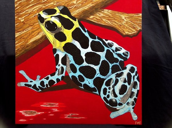 zimmermans poison dart frog.DONATED TO THE COLOMBU