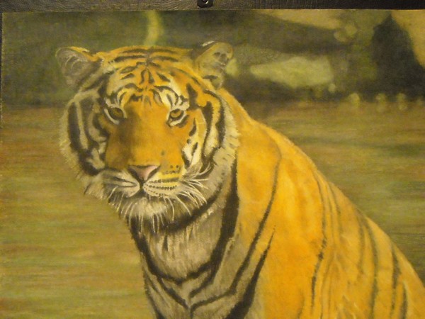 tiger daze