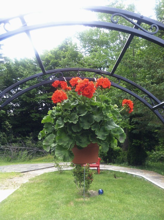 my hanging geranium 