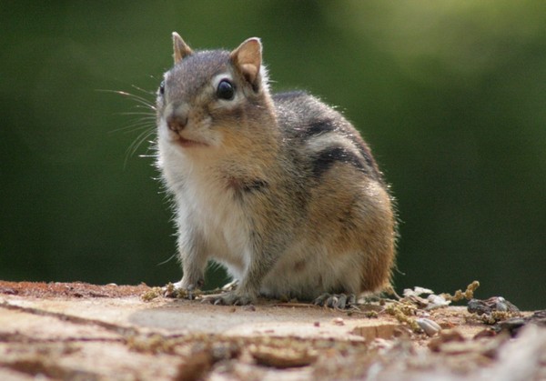 CHIPMUNK