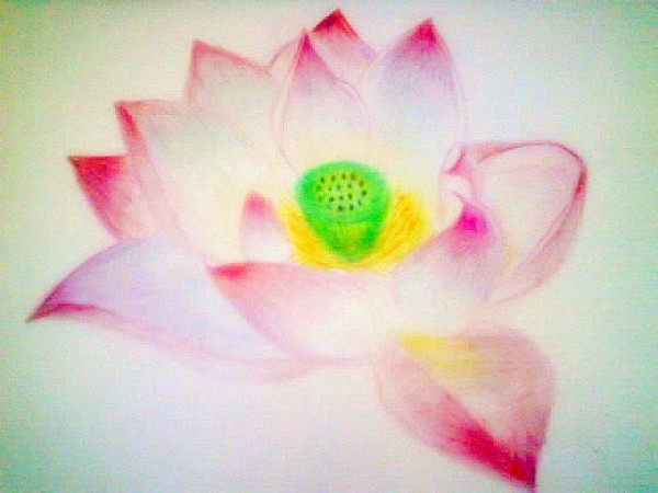 water lily