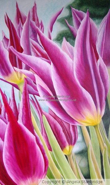 Maytime Tulip