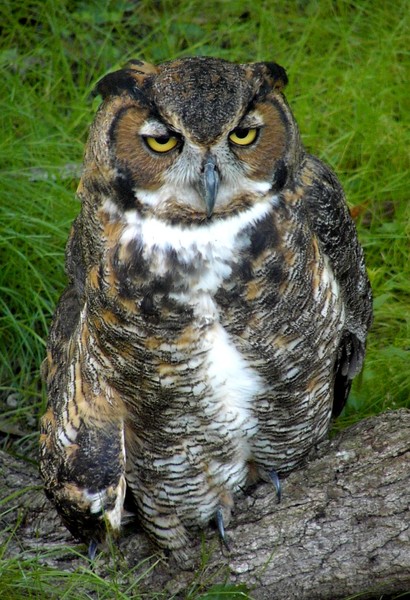 Great Horned Owl