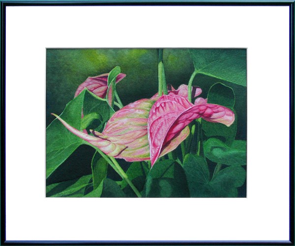Anthurium