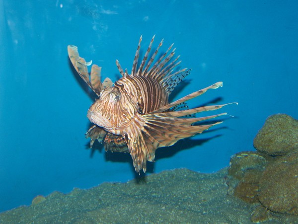 Lion Fish