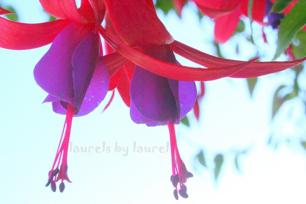 Fuschia Duet 