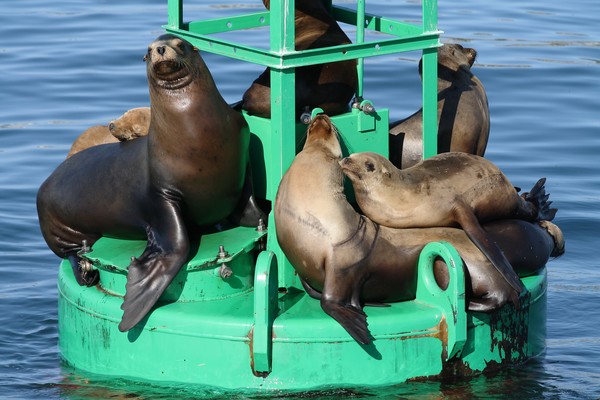 Sea Lions 2