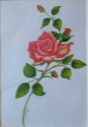 ROSE CONFECTION