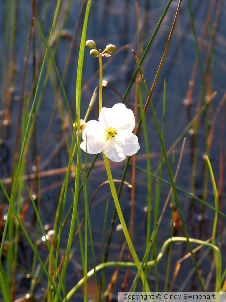 waterflower2