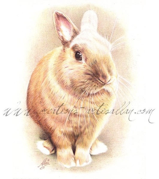 Biro's Art - Canel the Bunny