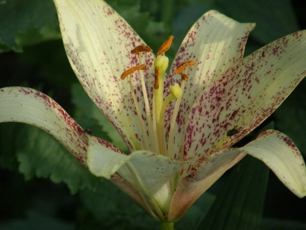 tiger lily