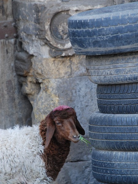 sheepish