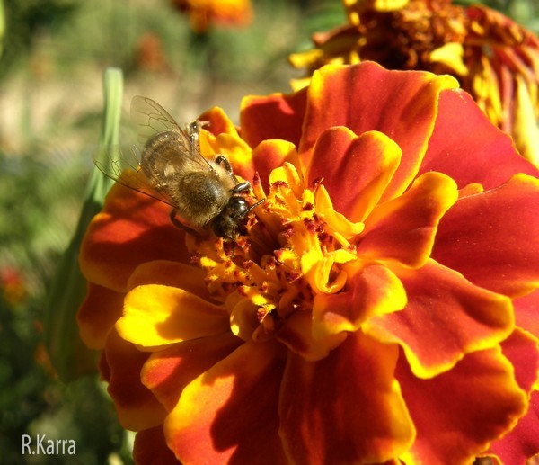 	 The bee and the flower