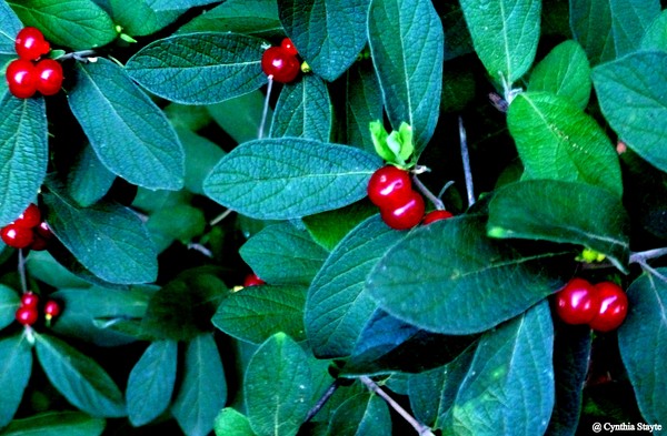 Berries