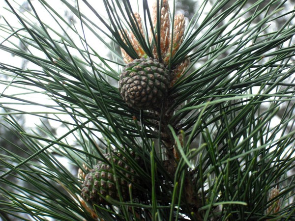 New pine cones