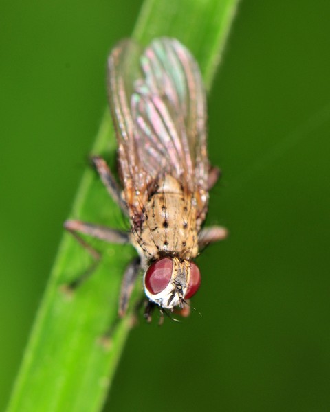 Tift Farm Fly
