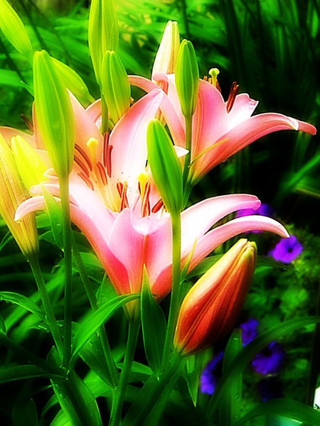 Field of Day Lillies
