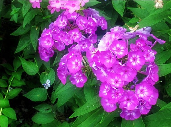 The Color Purple
