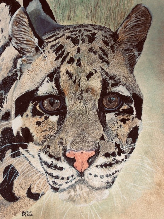 A rare Clouded Leopard