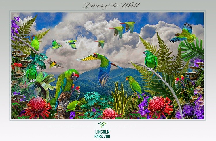 PUERTO RICO PARROTS