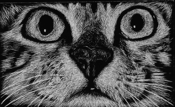 Tiger Cat