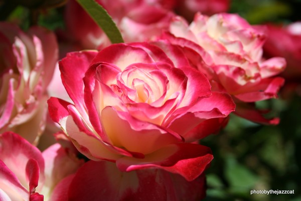 beautiful roses