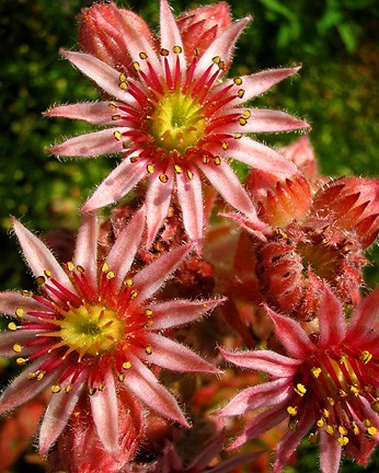 Hens and Chicks