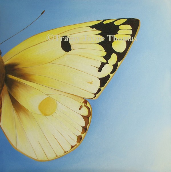 Pale Clouded Yellow