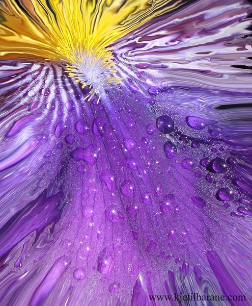 iris