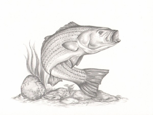 Striper